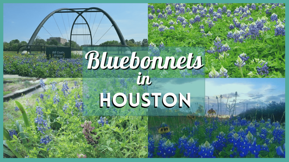 Bluebonnets Houston
