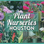 Plant Nurseries Houston – 10 Best Houston Nursery For Plants, Trees, Flowers and More