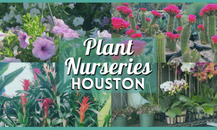 Nurseries Houston Guide – 10 Best Places For Plants, Trees, Flowers and More