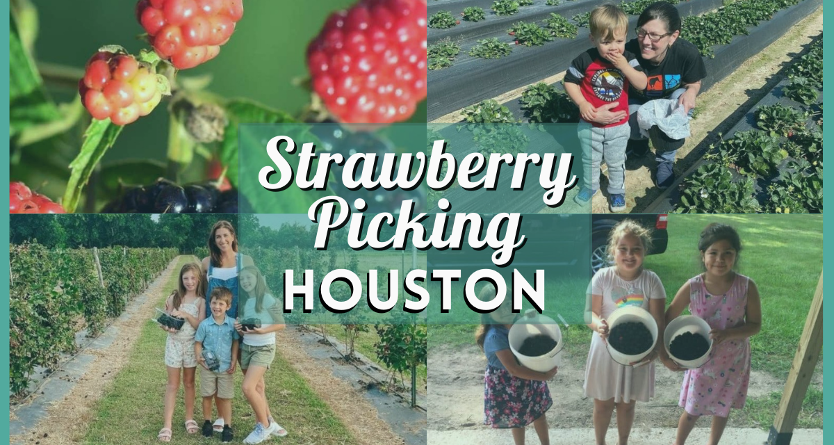 Your Guide to Strawberry Picking Houston – 10 Berry-licious Farms!