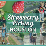 Your Guide to Strawberry Picking Houston – 10 Berry-licious Farms!