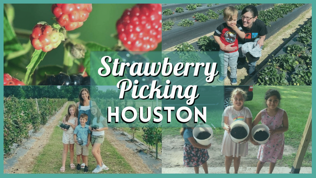 Strawberry Picking Houston