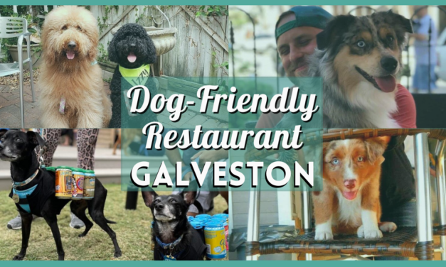 Dog-Friendly Restaurants in Galveston – Where Your Pups are Always Welcome!