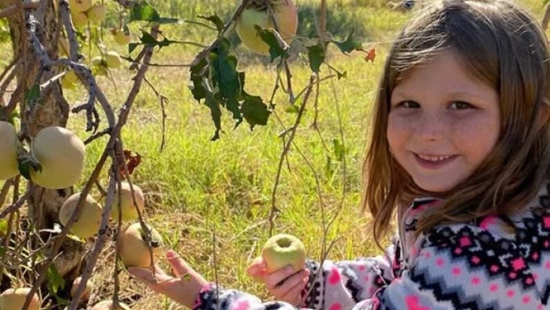 Apple picking in Texas - Sonlight apple orchard
