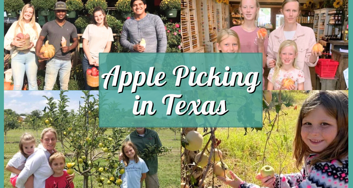 Apple Picking in Texas Guide – 2025 Update