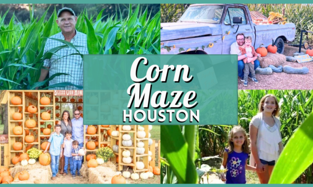 Houston Corn Maze Guide: 6 Best Mazes Near You