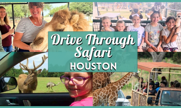 Drive Through Safari Near Houston – Best Safari Parks