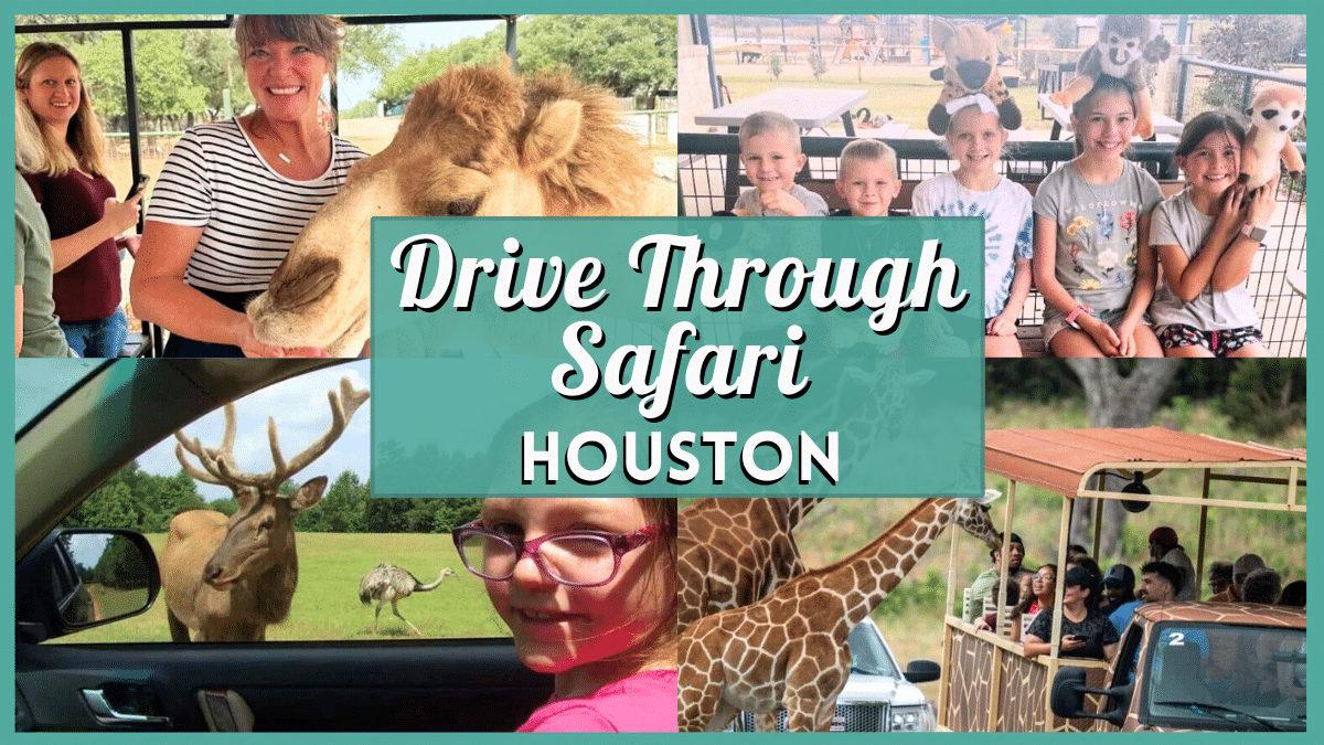 Drive Through Safari near Houston - Collage
