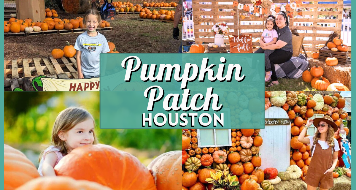 Pumpkin Patch Houston – Best Farms & Festivals 2025