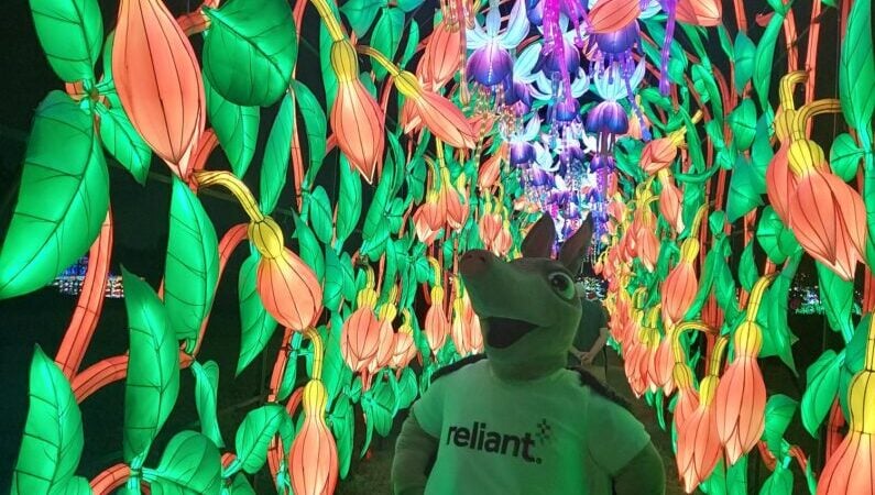 Christmas lights Houston - Radiant Nature