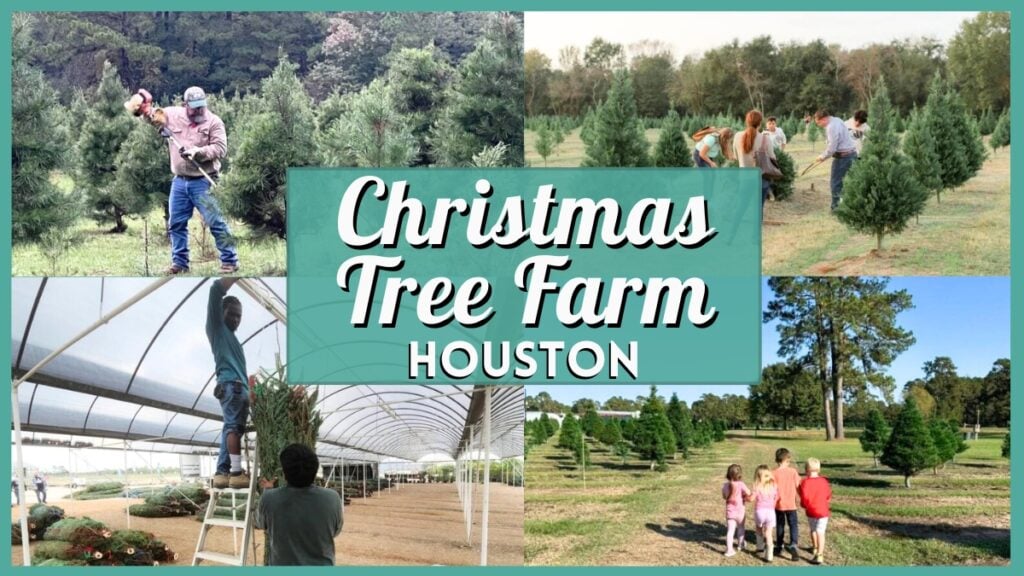 Chritmas Tree Farm Houston - Collage