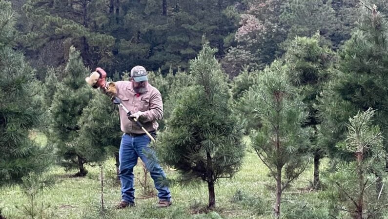Christmas Tree Farm Houston Double Creek Farm – Livingston