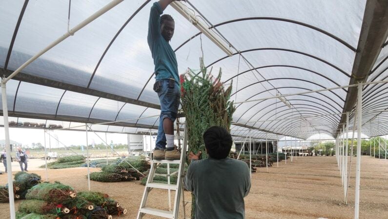 Christmas Tree Farm Houston Madison Gardens – Spring