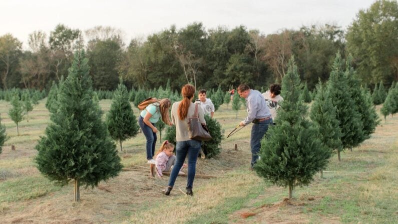 Christmas Tree Farm Houston Old Time Christmas Tree Farm – Spring