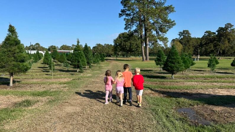 Christmas Tree Farm Houston Spring Creek Growers – Magnolia
