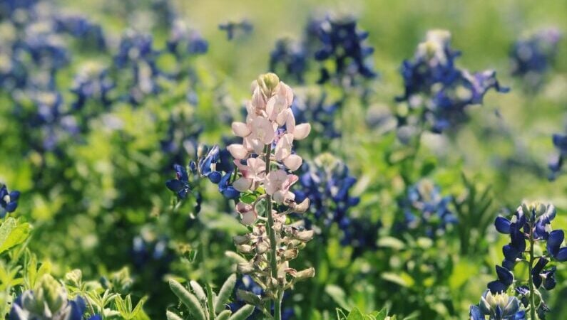 Bluebonnets Houston - Memorial Park Conservancy