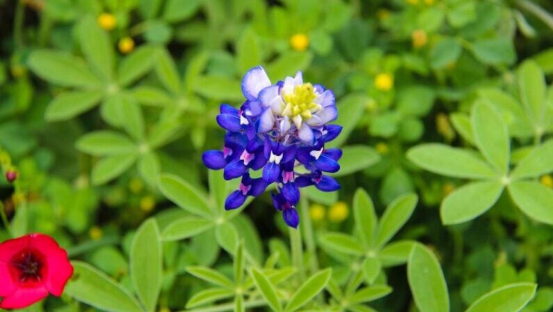 Bluebonnets Houston - Bridgeland
