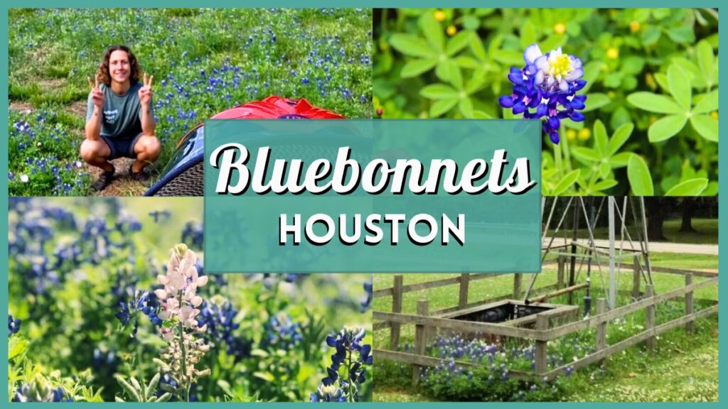 Bluebonnets Houston