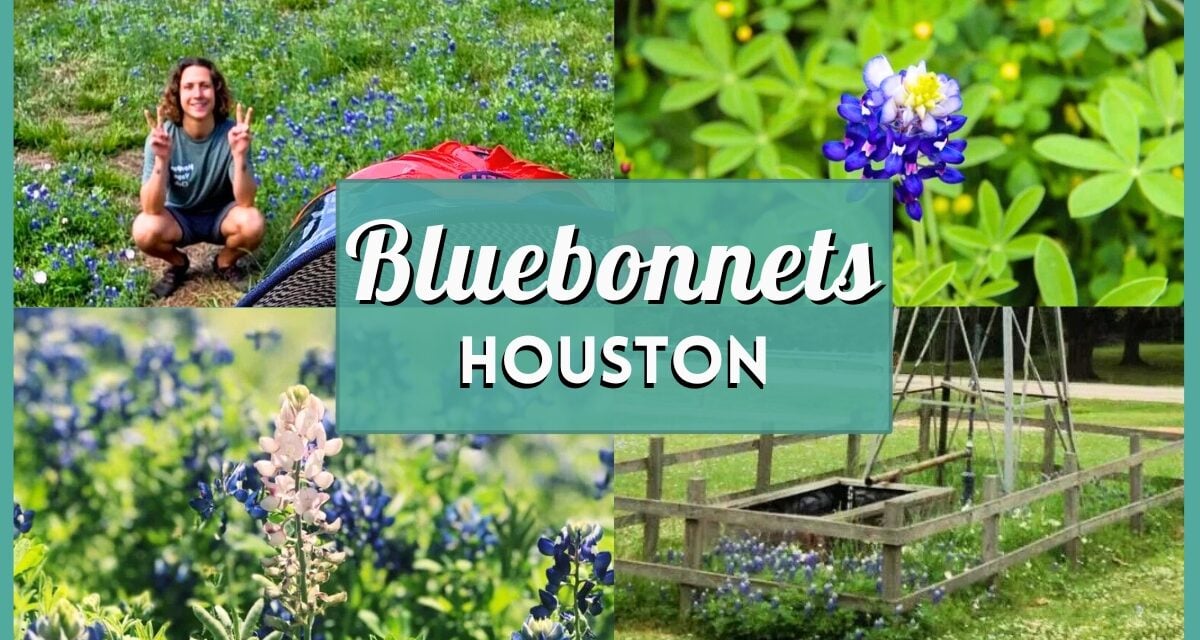 Bluebonnets Houston are Blooming! 20 Best Places to Find Wildflower Fields