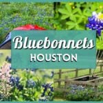 Bluebonnets Houston are Blooming! 20 Best Places to Find Wildflower Fields