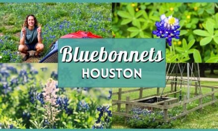 Bluebonnets Houston are Blooming! 20 Best Places to Find Wildflower Fields