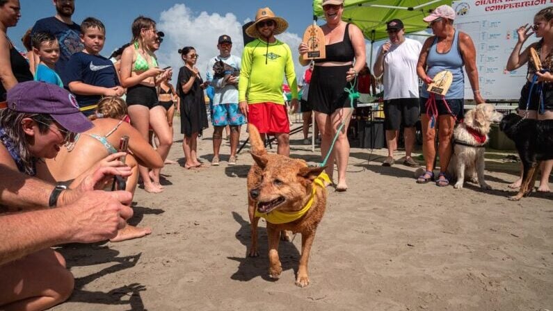 July 2026 Events in Houston for Adults From Concerts to Comedy 6 13th Annual Ohana Surf Dog Competition