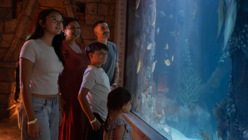 40+ Best Things to do in Houston This Summer: Ultimate Guide 8 Things to do in Houston this Summer - Visit the Downtown Aquarium and embark on an underwater journey