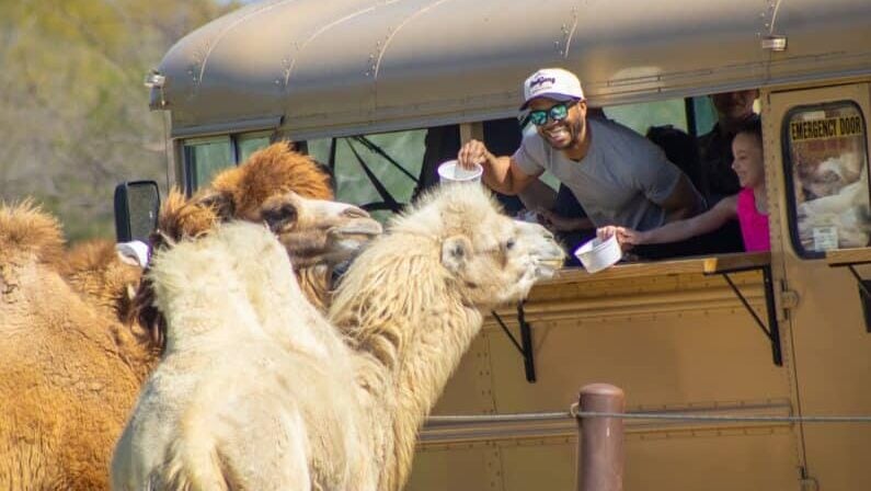 10+ Best Drive Through Safari Near Houston (2026 Guide) 4 Drive through safari near Houston - Texas Zoofari Park