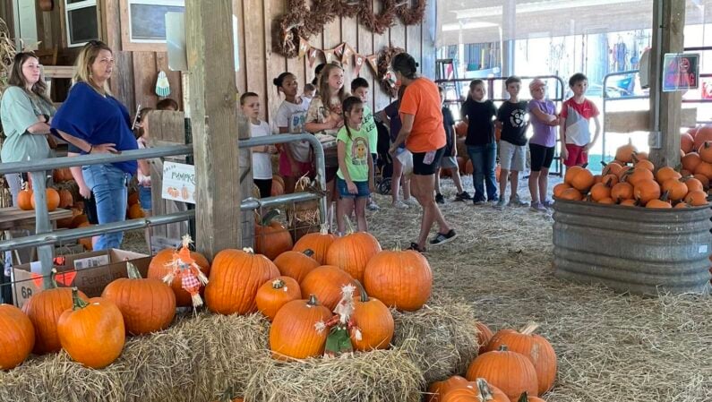 Best Corn Mazes & Fall Farms Near Houston 2026 5 Corn Maze Houston - Double Creek Farm
