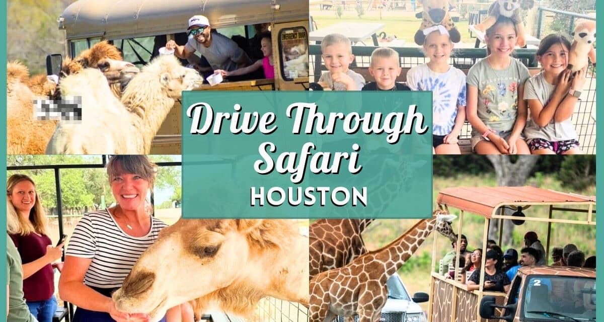 10+ Best Drive Through Safari Near Houston (2026 Guide)