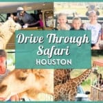 10+ Best Drive Through Safari Near Houston (2026 Guide)