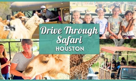 10+ Best Drive Through Safari Near Houston (2026 Guide)
