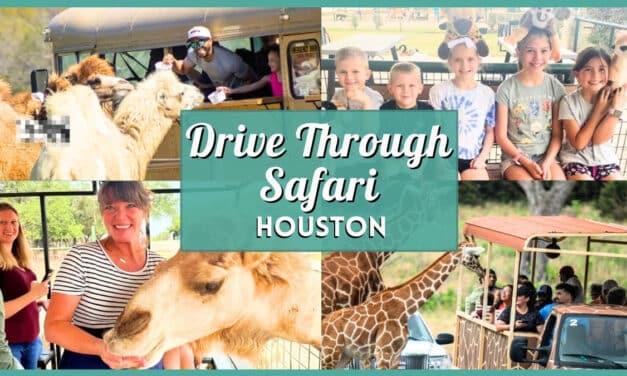 10+ Best Drive Through Safari Near Houston (2026 Guide)